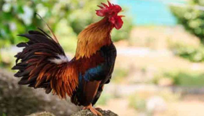 مرغےکی 50 منٹ میں 80 بانگیں،مالک کو12لاکھ کا جرمانہ