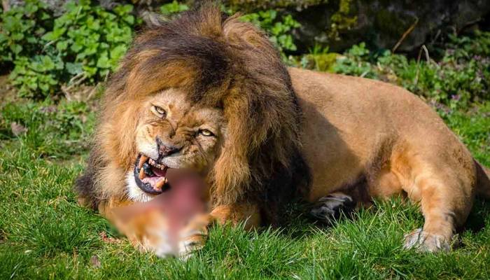 افسوسناک واقعہ، شیر نے 14 سالہ لڑکی کو مار ڈالا