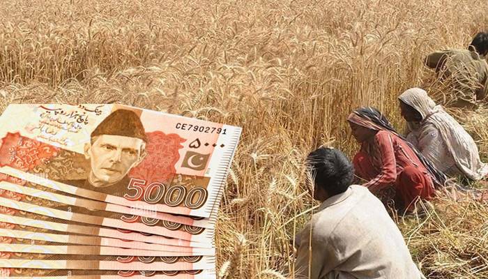 پنجاب کے کسانوں کی سنی گئی،گندم کی فی ایکڑ پیدوار پر کتنی رقم ملے گی؟