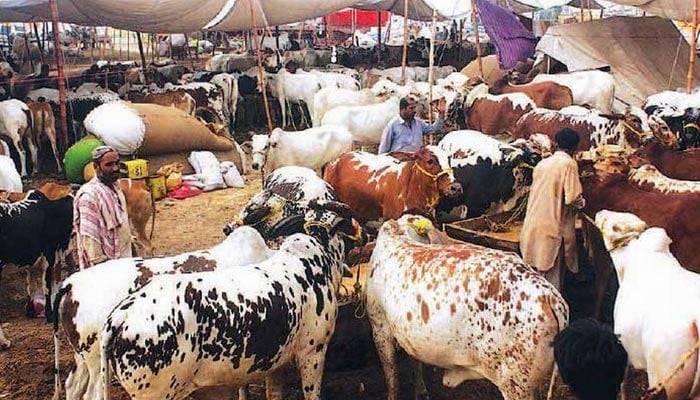 راولپنڈی:مویشی منڈی 16 کروڑ 57 لاکھ روپے میں نیلام