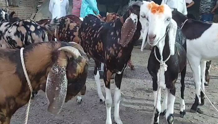 کراچی : ڈاکو شہری سے قربانی کے جانور اور رکشہ چھین کر فرار