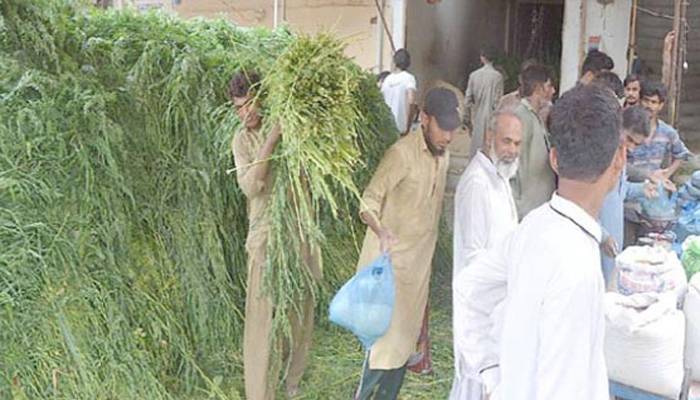 عیدسےقبل قربانی کے جانوروں کےچارے کی قیمتوں میں اضافہ