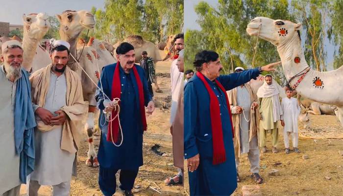 شیخ رشید کی مویشی منڈی آمد،قربانی کیلئے2اونٹ خرید لیے