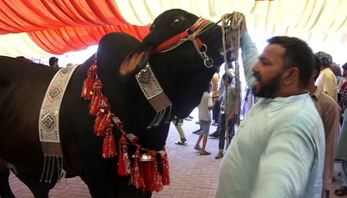 مقابلہ حسن کا فاتح بیل 