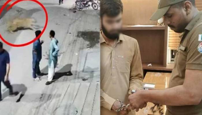 لاہور؛ شہریوں پر حملے کا واقعہ، محکمہ جنگی حیات نے مزید 13 شیر برآمد کرلئے