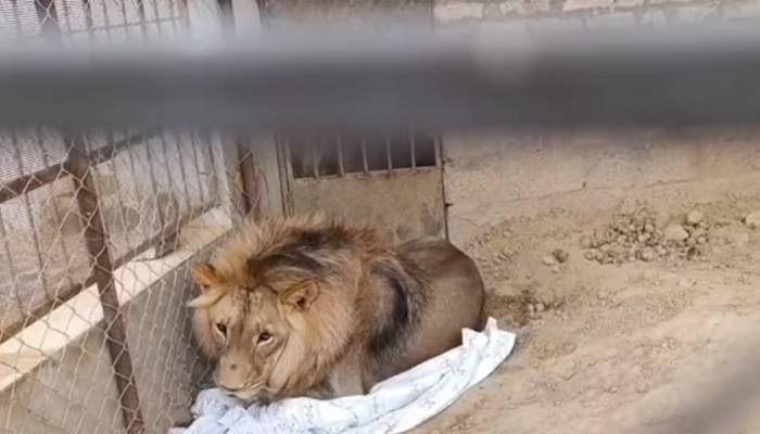  گوجرخان: محکمہ وائلڈ لائف نے ڈیرے سے افریقی نسل کا شیر برآمد کرلیا