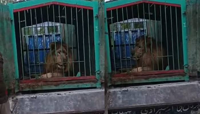  پنجاب وائلڈ لائف کو بڑی کامیابی حاصل، ببر شیر پکڑ لیا