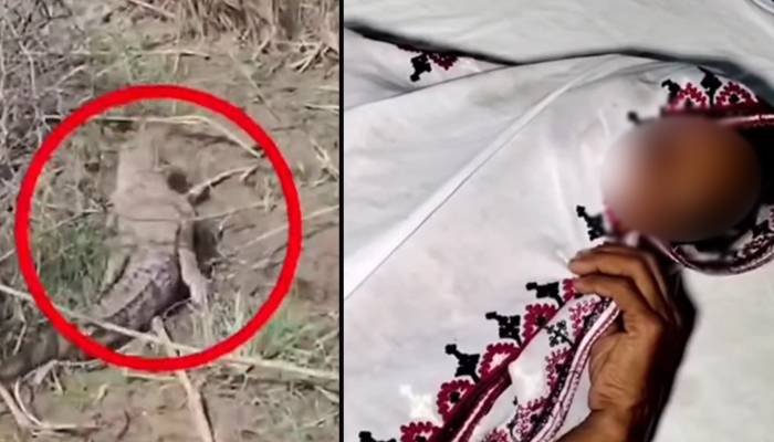 سکھر: کپڑے دھونے والی خاتون پر مگرمچھ کا حملہ، گھسیٹ کر پانی میں لے گیا