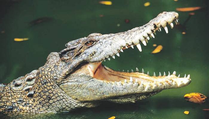 سکھر: بیوی کو مگر مچھ کے حملے سے  بچانے والے شوہر کا بیان سامنے آگیا