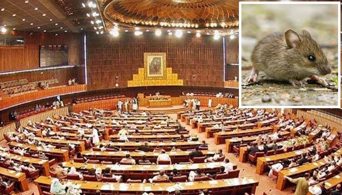 سینیٹ اجلاس کی کارروائی کے دوران ایوان میں چوہے کی ہلچل