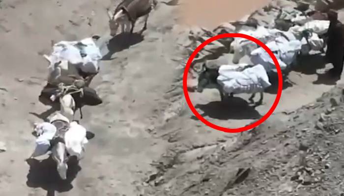 فتنہ الخوارج کے 47 دہشتگرد جہنم واصل، لاشوں کو گدھوں پر لاد کر لے جایا گیا