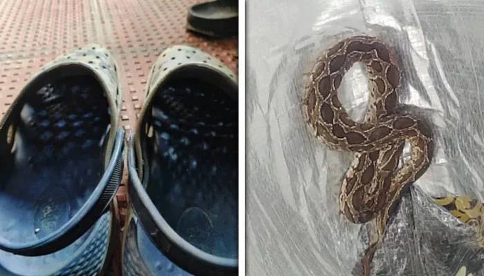 جوتے میں چھپے سانپ نے 41سالہ شخص کی جان لے لی