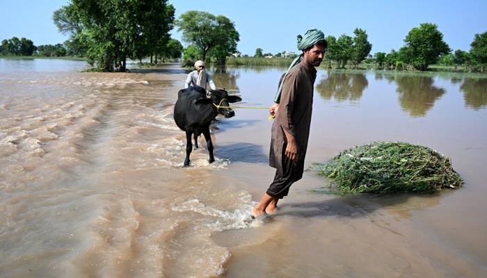ایک بھینس کئی دعویدار:بھینس کی مالک کو پہچاننے کی دلچسپ کہانی