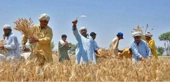 حکومت کسانوں کیلئے اگلے ہفتے پیکج کا اعلان کرے گی، مراد علی شاہ