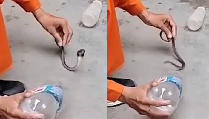  سانپ کو پکڑنے والے شخص کو ’کوبرا‘ نے کاٹ لیا، ویڈیو منظرعام پر 