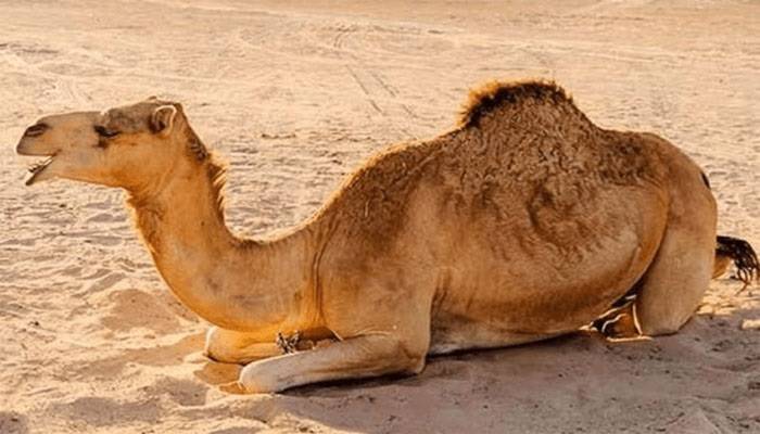 بااثر وڈیرے نے اونٹنی کو بدترین تشدد کا نشانہ بنا دیا