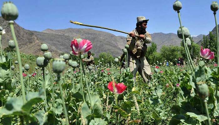 فیلڈمارشل کی ہدایت پربلوچستان میں منشیات کیخلاف فیصلہ کن مہم کا آغاز