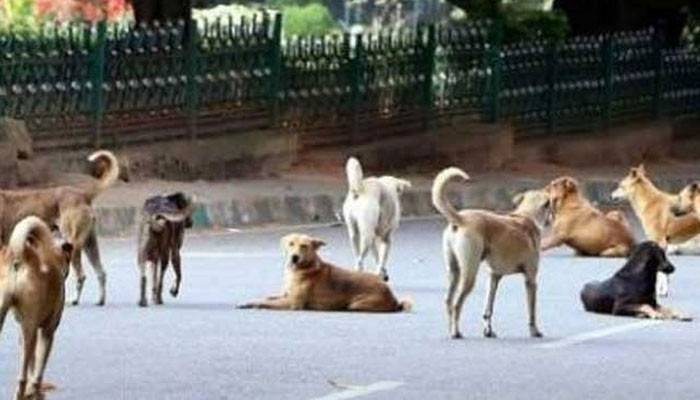 ینگ ڈاکٹرز کا آوارہ کتوں کیخلاف لاہور ہائیکورٹ سے رجوع