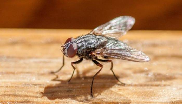  مکھی نے چند سیکنڈمیں کروڑ پتی بنا دیا، ناقابل یقین واقعہ کی ویڈیو وائرل 
