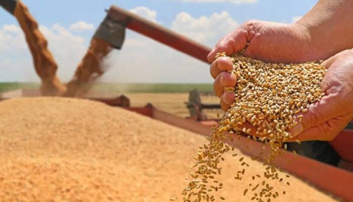  حکومت نے گندم پالیسی 2025-26  کی منظوری دیدی ،خریداری 3,500 روپے فی من ہوگی