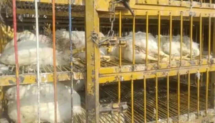 کراچی کے فوڈ سینٹر ، بریانی سینٹرز اور ہوٹلوں پر مردہ مرغیوں کے گوشت کی سپلائی کا انکشاف