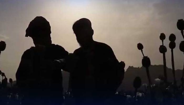 افغانستان عالمی افیون کی پیداوار کا ایک بڑا مرکز قرار