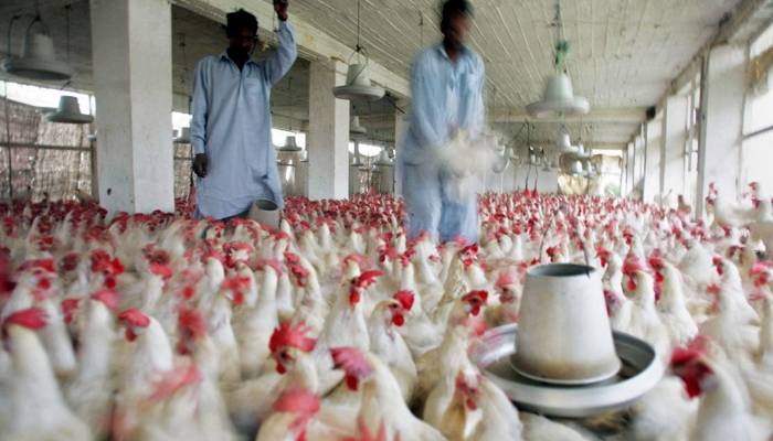 پولٹری ایسوسی ایشن پر گٹھ جوڑ سے قیمتیں بڑھانے کا الزام ثابت