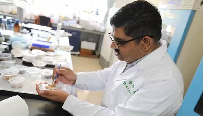 پاکستانی پروفیسر چین میں درختوں کی بیماریوں کی تشخیص کرکے  مشہور ہو گیا