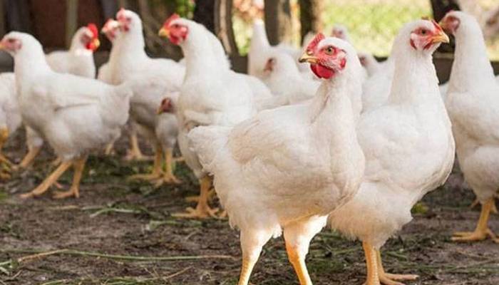 کراچی میں برائلر گوشت کتنے روپے کلو گیا؟ جان کر دنگ رہ جائیں