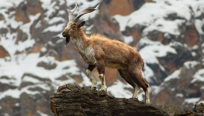 آئی بیکس، گرے گورال اور مارخور کے شکار پر وفاق اور خیبر پختونخوا آمنے سامنے