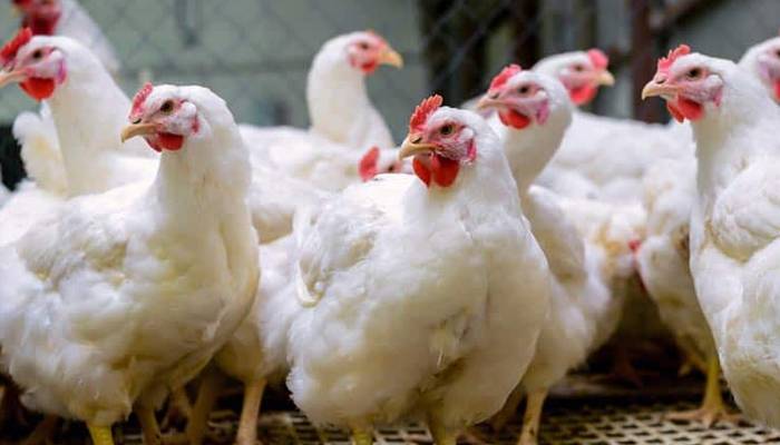 2 ماہ بعد برائلر گوشت ملنا محال ہو جائے گا: بڑی وجہ سامنے آگئی