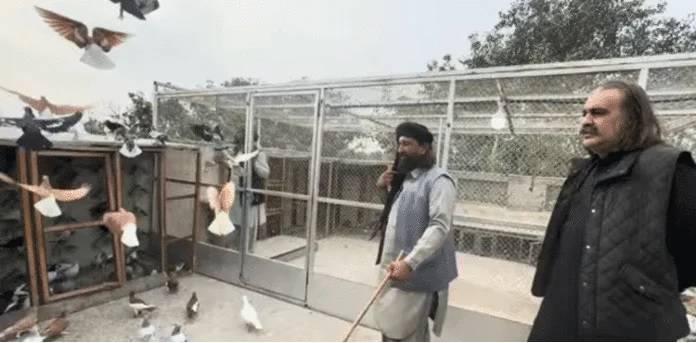 علی امین گنڈاپور کی جانب سے کبوتربازی کے مقابلے پر گورنر کے پی کا طنزیہ ردعمل