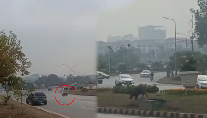 جنگلی جانور کی ریڈ زون میں اہم عمارتوں کے اطراف گھومنے کی ویڈیو وائرل