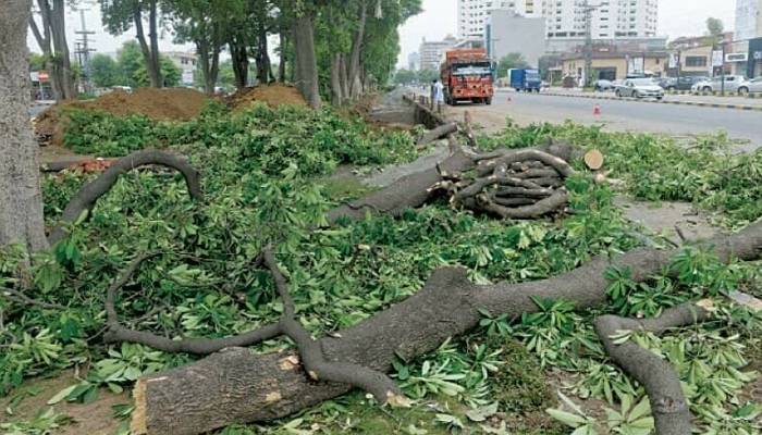 لاہور میں درختوں کی کٹائی اور تراش خراش پر پابندی عائد