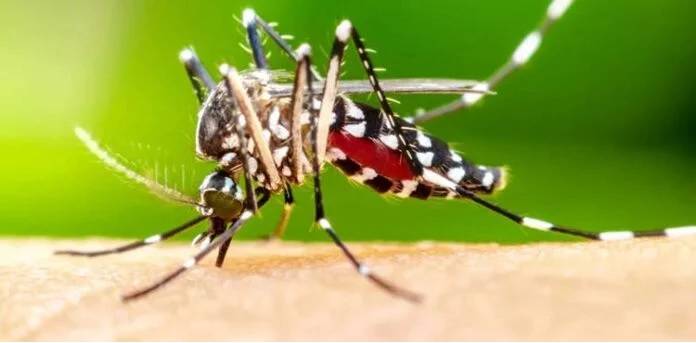 مچھر انسانوں کو زیادہ کیوں کاٹتے ہیں؟ نئی تحقیق میں چونکا دینے والا انکشاف