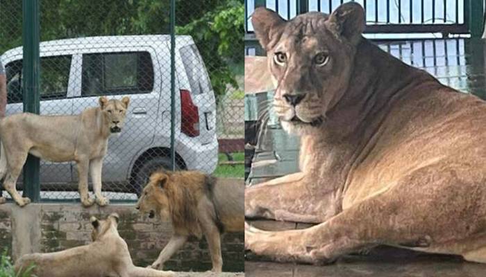فیصل آباد: جلوی مارکیٹ میں شیر کا وائلڈ لائف ٹیم پر حملہ، اہلکار شدید زخمی