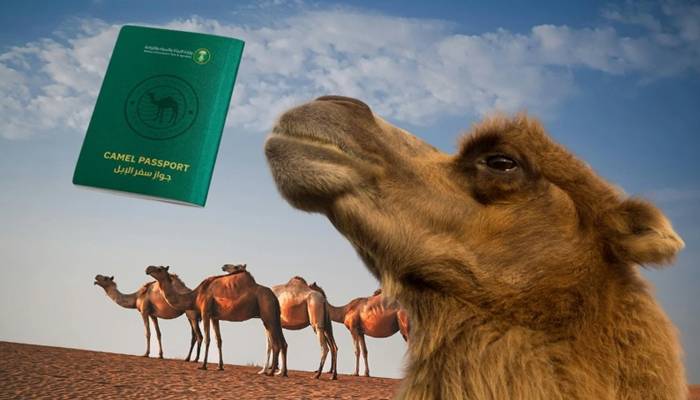 سعودی عرب  نے اونٹوں کو پاسپورٹ جاری کرنے کا اعلان کردیا