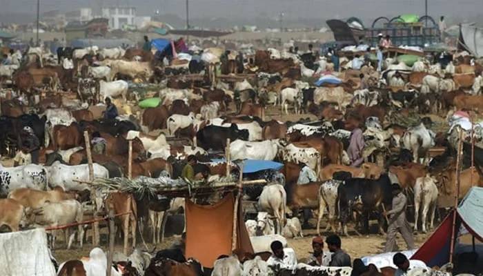 پنجاب کیٹل مارکیٹ مینجمنٹ اینڈ ڈویلپمنٹ کمپنی لاہور شہر میں 5عارضی سیل پوائنٹ قائم کرئیگی