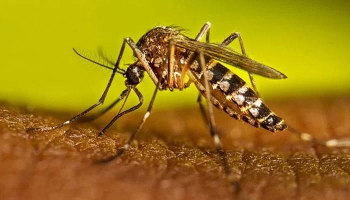 خفیہ امریکی دستاویزات میں مچھروں کے ممکنہ فوجی استعمال پر تحقیق کے انکشافات