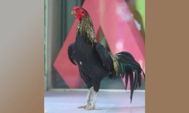 مالک کی وفات کے 8 سال بعد بھی اسپتال کے باہر موجود مرغ کی کہانی وائرل